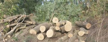 На лаві підсудних опинився житель Павлівської ТГ за незаконну порубку дерев 