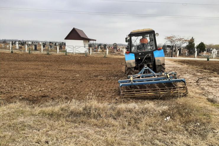 У Криничному комунальники висадили ялинки біля сільського кладовища