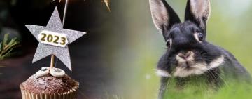 Китайський гороскоп на 2023 рік: яким буде рік Кролика для вас