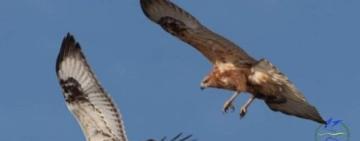 На Одещині спостерігається велика кількість хижих птахів