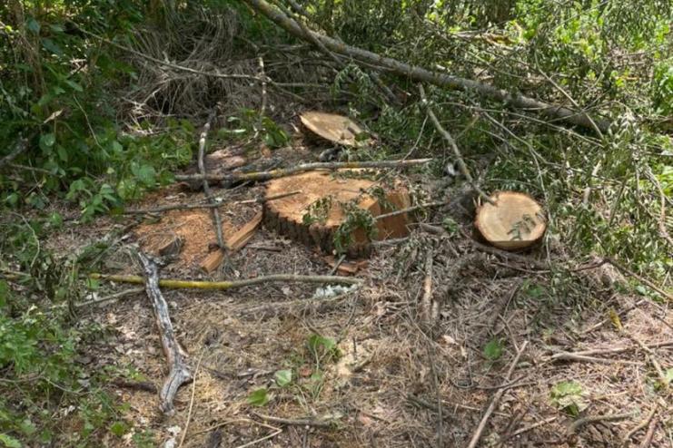 На Одещині поліцейський зі спільниками нарубали на землях «Укрзалізниці» дров на сім млн гривень