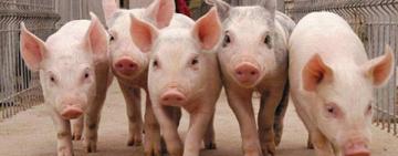  У Болградському районі будується сучасний тваринницький комплекс 