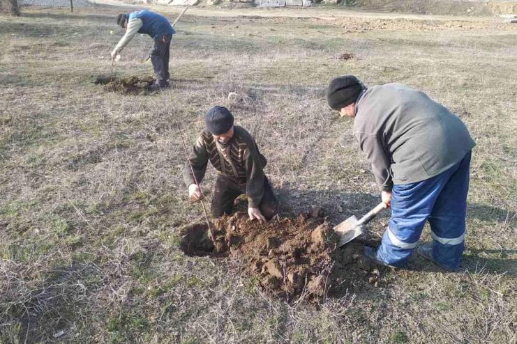 У Павлівській громаді висадили понад 300 саджанців мигдалю