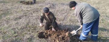 У Павлівській громаді висадили понад 300 саджанців мигдалю