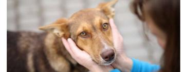 В Арцизі проведуть вилов, стерилізацію та вакцинацію безпритульних тварин