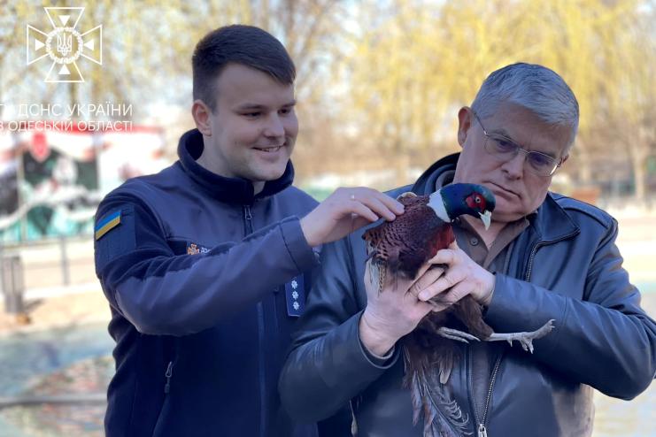 Мандри до великого міста:  в Одесі врятували фазана, який застряг у бампері авто