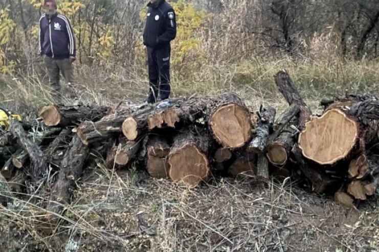 За незаконну порубку дерев, що заподіяла істотну шкоду державі, засудили 53-річного жителя Татарбунар