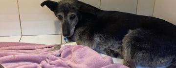 В Одесі чоловік, який переїхав собаку, пропонував лікарям гроші, аби її приспали — зоозахисники