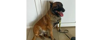 Вона сховала, а Боцман – знайшов: на Одещині собака митників знову знайшов наркотики 