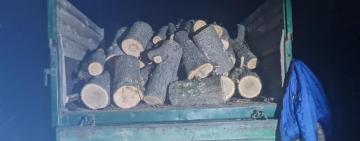 На Одещині «чорних» лісорубів спіймали на місці злочину