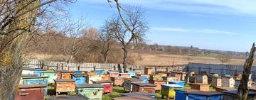 На Одещині бджоли дали відсіч крадіям