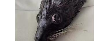 Одеський дельфінарій  