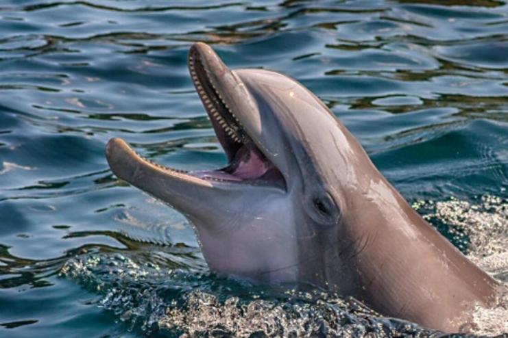 Екоцид: за місяць у Чорному морі виявили понад сто загиблих дельфінів - у всьому винна російська агресія