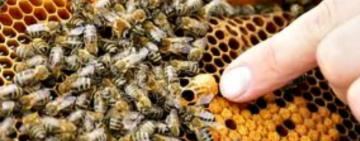 У Білгород-Дністровському районі Одеської області зафіксували масовий мор бджіл