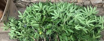 Поліцейські відправили на лаву підсудних «наркоаграрія» з Білгород-Дністровського району 