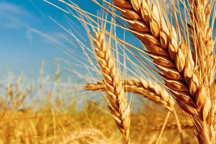 Виробництво пшениці в Україні впаде на 21% у 2023-2024 маркетинговому році