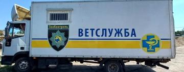  ГО «ЗООКОНТРОЛЬ» ПРОВОДИТЬ СТЕРИЛІЗАЦІЮ БЕЗПРИТУЛЬНИХ СОБАК В СМТ ТАРУТИНЕ