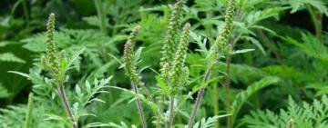  УВАГА! ПОЧАТОК ВЕГЕТАЦІЇ АМБРОЗІЇ ПОЛИНОЛИСТОЇ