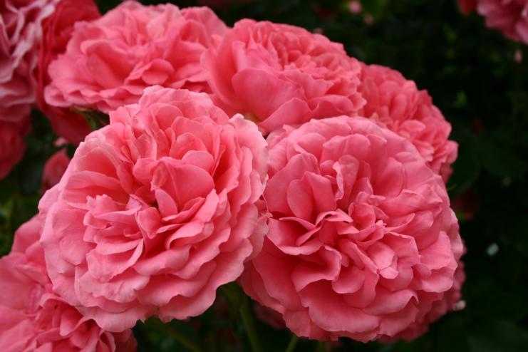 Гороскоп на 5-11 червня 2023 року