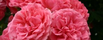 Гороскоп на 5-11 червня 2023 року