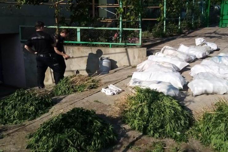 Понад 500 кущів конопель та близько 140 кілограмів канабісу: в Арцизі «наркоаграрію» поліцейські повідомили про підозру (ВІДЕО) 