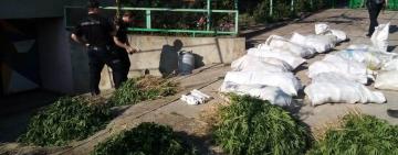 Понад 500 кущів конопель та близько 140 кілограмів канабісу: в Арцизі «наркоаграрію» поліцейські повідомили про підозру (ВІДЕО) 