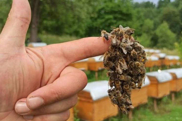 На Одещині від укусів бджіл постраждали троє людей