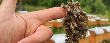 На Одещині від укусів бджіл постраждали троє людей