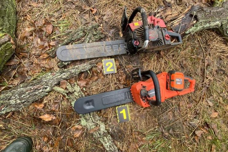 Мешканець Білгород-Дністровського району може сісти на п’ять років за 11 дерев