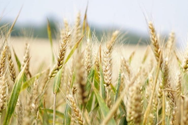 "Це втрата не лише для фермерів": які наслідки підриву Каховської ГЕС для аграрного бізнесу в Україні