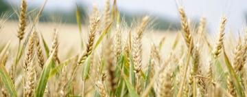 "Це втрата не лише для фермерів": які наслідки підриву Каховської ГЕС для аграрного бізнесу в Україні