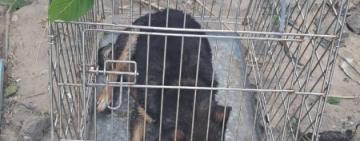 Одеські поліцейські врятували ще сімох домашніх улюбленців на Херсонщині 