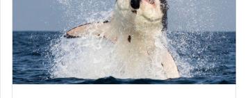 У Києві пропонують поставити фонтан-пам’ятник на честь єгипетської 