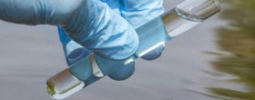 У Дністровському лимані виявлено холероподібний вібріон