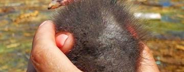 Змії, черепахи та тритони: в Одесі продовжують рятувати тварин після підриву Каховської ГЕС