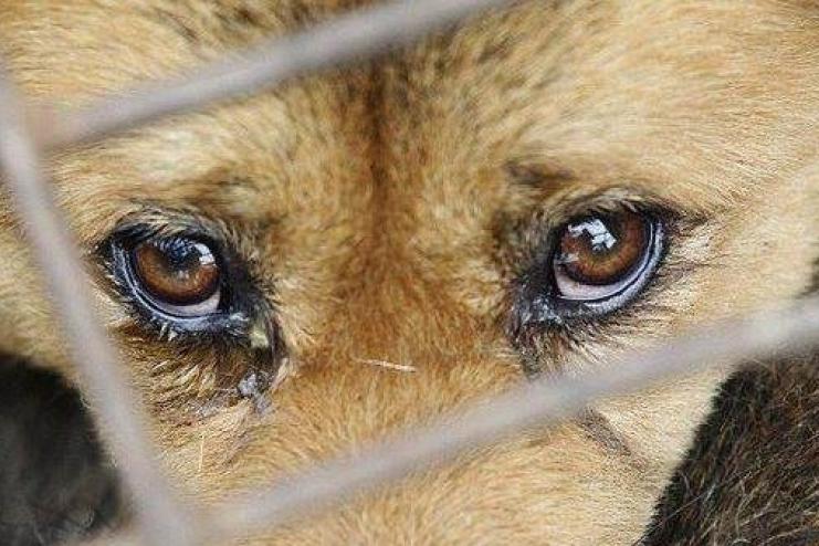 Поліцейські Одещини розслідують низку кримінальних правопорушень щодо жорстокого поводження з тваринами
