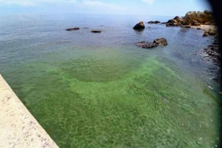 Цвітіння в Одеській затоці: наукова оцінка