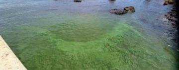 Цвітіння в Одеській затоці: наукова оцінка