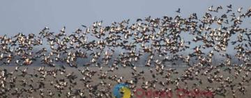 На Одещині гніздяться червонокнижні «червоні качки»