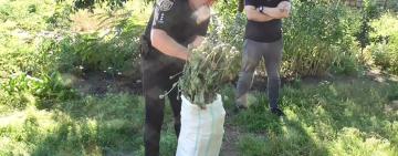 Поліцейський офіцер Татарбунарської громади Юрій Андрієнко викрив на своїй дільниці жінку у незаконному вирощуванні снотворного маку