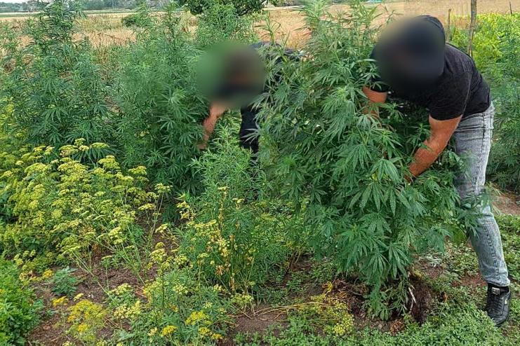 Жителя Плахтіївської громади викрили у незаконному вирощуванні конопель