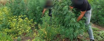 Жителя Плахтіївської громади викрили у незаконному вирощуванні конопель