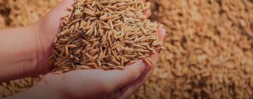 Одещина, Миколаївщина та Дніпропетровщина збирають ячмінь, пшеницю та горох