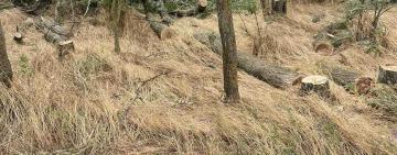 На Одещині виявлено «чорного» лісоруба, який знищував дерева з метою реалізації дров