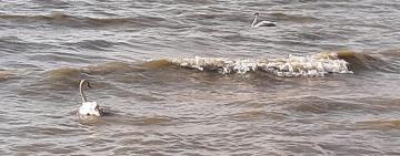 Врятованих  лебедів виходили й випустили на волю