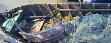 На Дунаї браконьєри вбили 125-кілограмову червонокнижну білугу, — ДПСУ 