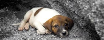 У Тарутине поліція розслідує факт отруєння безпритульних собак