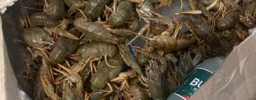 У Болграді поліцейські викрили чоловіка, який в автівці перевозив 27 кілограмів незаконно придбаних раків