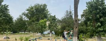  Ми проти: обрізка, яка вбиває дерева в Арцизі