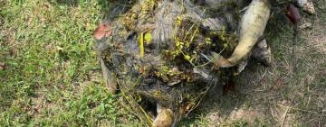 17 тисяч гривень штрафу або обмеження волі до 3 років загрожує жителю Ренійської ТГ за браконьєрство та нетверезе водіння мотоцикла без номерного знака